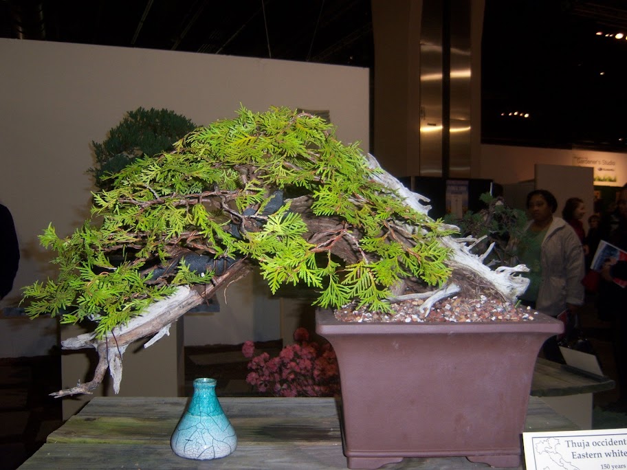 Philadelphia Flower Show Bonsai '09